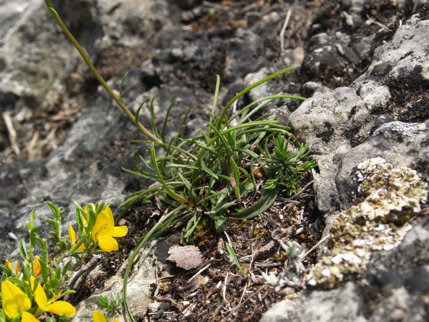 Ox-eye daisy, Grass-leaved leaf